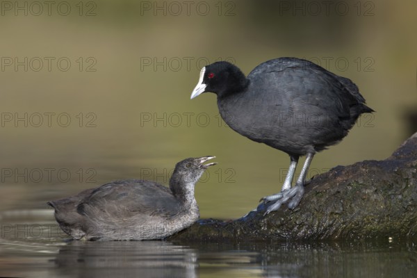 Eurasian Coot (Fulica atra) with juvenile, Victoria, Australia
