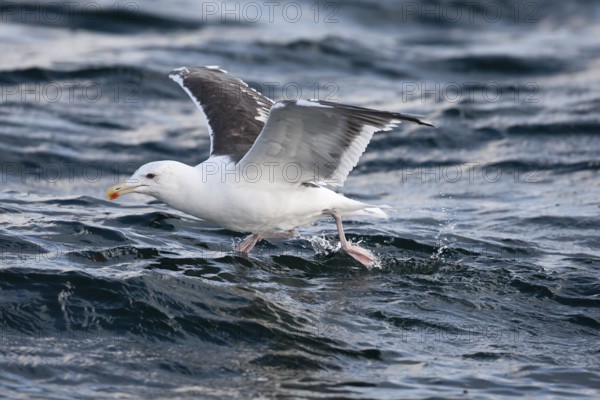 Great Black-backed Gull (Larus marinus) taking flight, North Sea, Germany