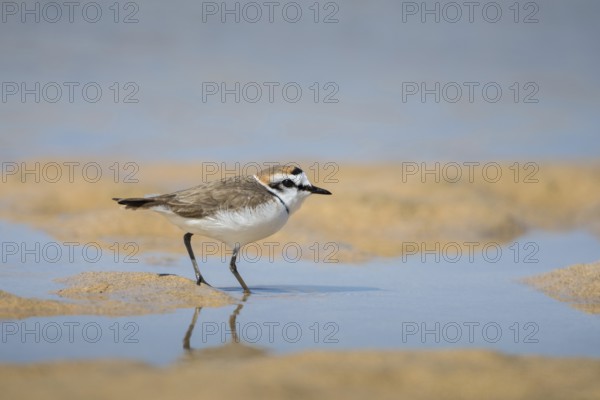 Kentish Plover (Charadrius alexandrinus), Fuerteventura, Spain