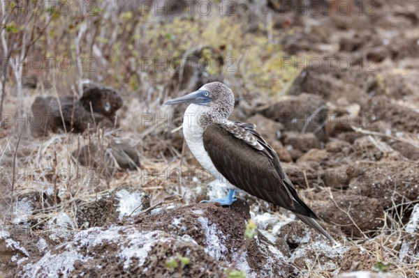 Blue-footed Booby (Sula nebouxii), Galapagos, Ecuador