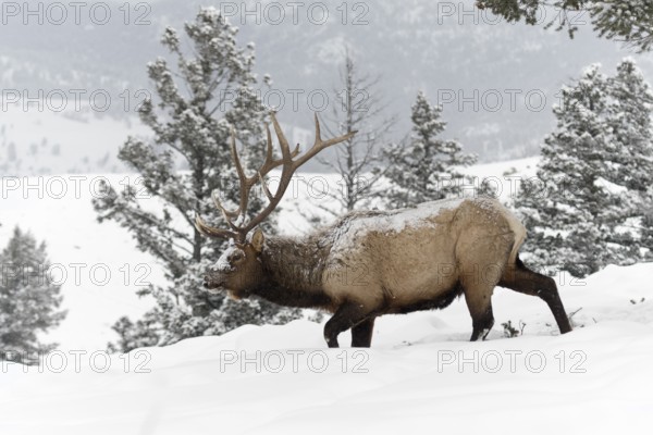 Wapiti (Cervus canadensis) male walking in deep snow, Yellowstone National Park, USA