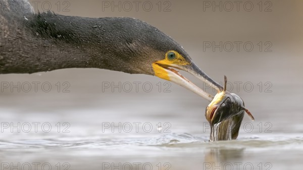 Great Cormorant (Phalacrocorax carbo) with captured Black bullhead (Ameiurus melas) prey in beak,