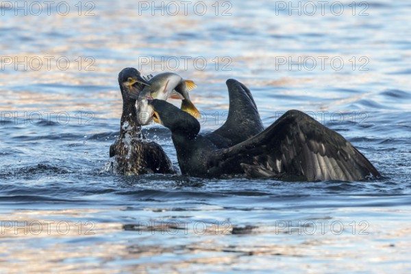 Great Cormorant (Phalacrocorax carbo) fighting for a European perch (Perca fluviatilis) prey,