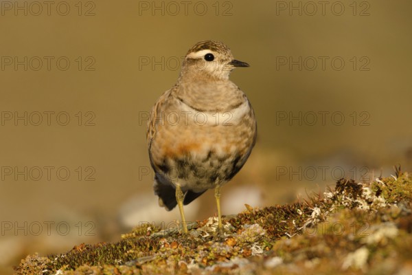 Eurasian Dotterel (Charadrius morinellus), Grisons, Switzerland