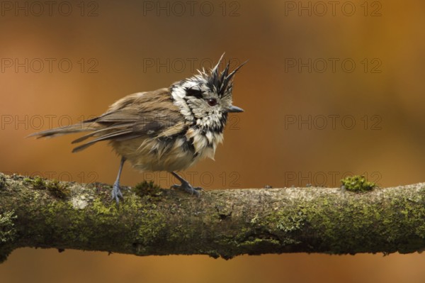 European Crested Tit (Lophophanes cristatus), Utrecht, Netherlands