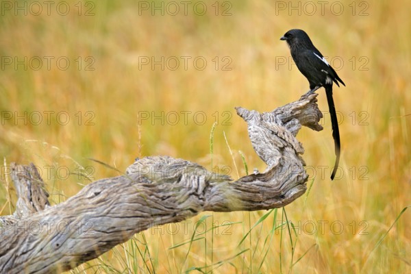 Magpie shrike, Urolestes melanoleucus, African long-tailed bird sitting on the tree trunk in the