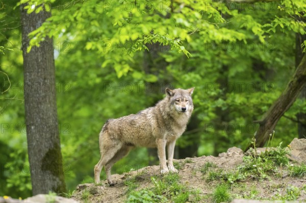 Eastern wolf (Canis lupus lycaon) standing on a little hill, Bavaria, Germany