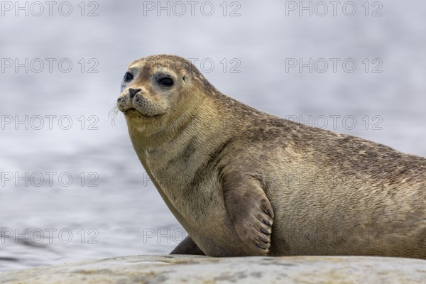 Harbour seal (Phoca vitulina) lying on a stone in the water, Mammals (Mammalia), Gravnesodden,