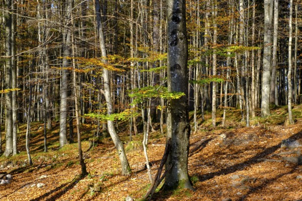 Trees in the forest near the Lainbach waterfalls, Lainbach, Lainbachtal, Kochel am See, Upper