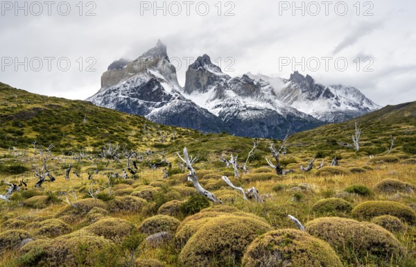 Enchanted dead trees, Cuernos del Paine mountain range in autumn, Torres del Paine National Park,