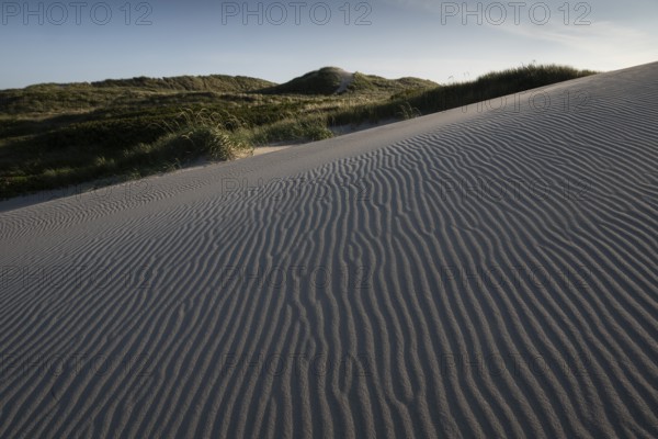 Dunes, wind-sculpted wave patterns in the sand, standing grass, dune landscape, holiday settlement,