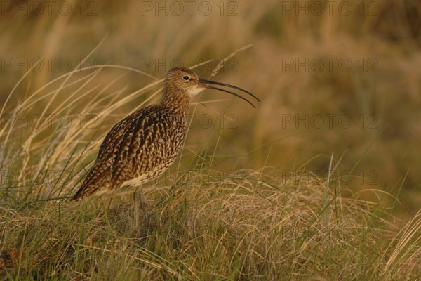 In the evening light... Eurasian curlew (Numenius arquata) in the dunes fluting its melodic song,