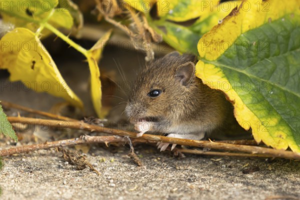 Brown rat (Rattus norvegicus) juvenile baby rodent animal feeding by an urban building, England,