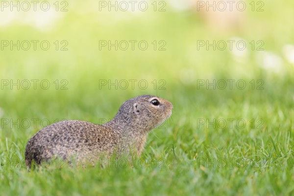 An adult European ground squirrel (Spermophilus citellus) or European souslik lies on a mowed green