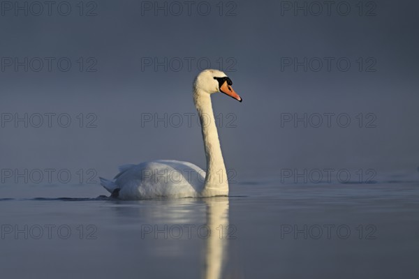 Mute swan (Cygnus olor), swimming in the morning light on the Flachsee, nature reserve, Reusstal,
