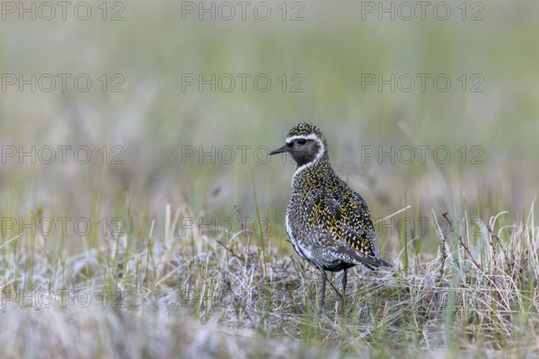 European golden plover, Eurasian golden plover (Pluvialis apricaria) in summer plumage on the