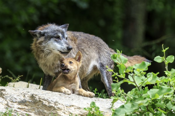 A wolf shows affection to its pup on a rock, Timberwolf, wolf, American wolf, (Canis lupus lycaon),