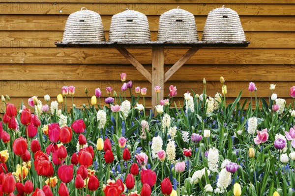 Different coloured tulips (Tulipa), colourful tulip bed, beehives, Keukenhof gardens, Lisse,