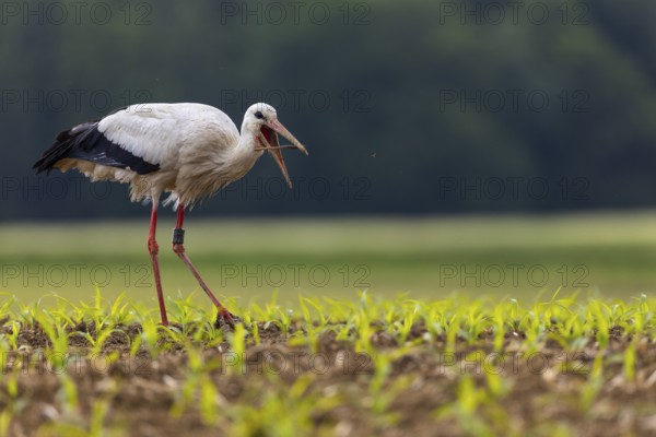 White stork (Ciconia ciconia), eating earthworm, farmland, Göggingen, Sigmaringen district,