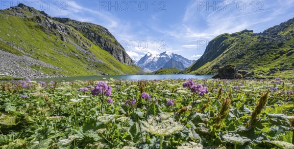 Sea of flowers at a mountain lake with view of mountain peaks, Lac du Louvie with summit Grand