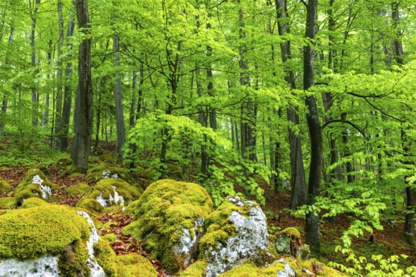 Beech (Fagus), beech family (Fagaceae), forest, fresh green, limestone, rock, Leibertingen, Upper