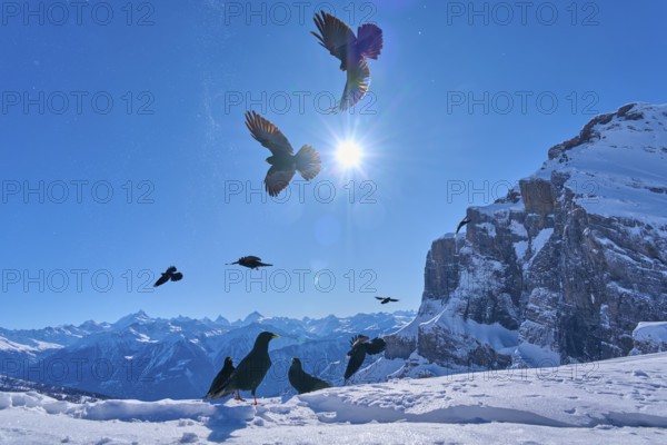 Alpine choughs (Pyrrhocorax graculus), birds flying over a wintry mountain landscape under bright