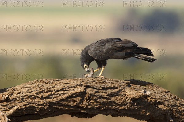 Kaalkopkiekendief met prooi, african harrier hawk with prey