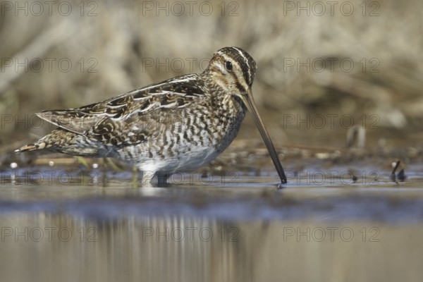 Wilson's Snipe (Gallinago delicata), Manitoba, Canada