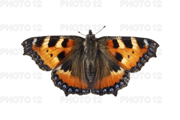 Small Tortoiseshell (Aglais urticae), on white background, Galicia, Spain