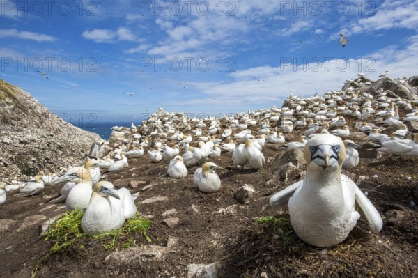 Northern Gannet (Morus bassanus) colony, Saltee Islands, Ireland