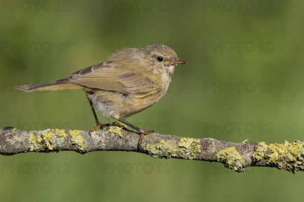 Common Chiffchaff (Phylloscopus collybita) perched on a branch, Lower Saxony, Germany