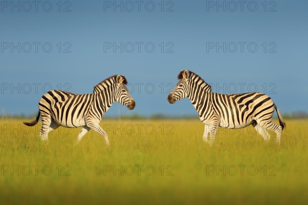 Zebra with blue storm sky. Burchell's zebra, Equus quagga burchellii, Nxai Pan National Park,