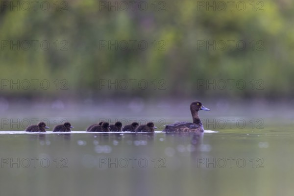 Tufted Duck (Aythya fuligula) female with chicks, North Rhine-Westphalia, Germany