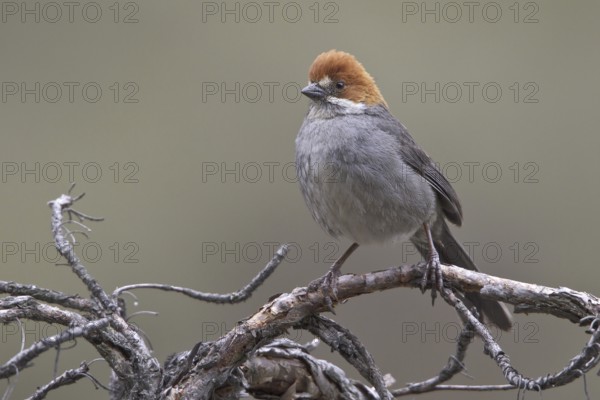 Rufous-eared Brushfinch (Atlapetes rufigenis), Central Highlands, Peru