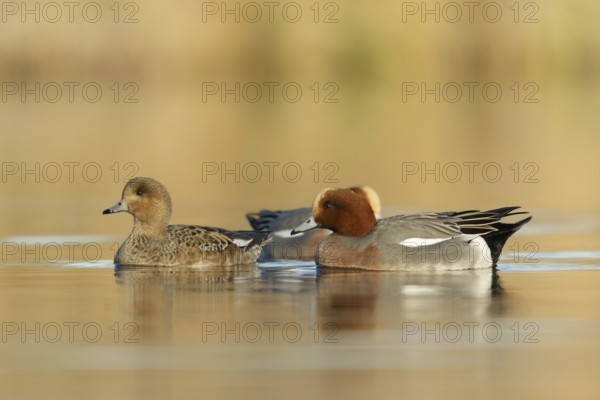 Eurasian Wigeon males swimming arround female in golden hour from low point of view in the