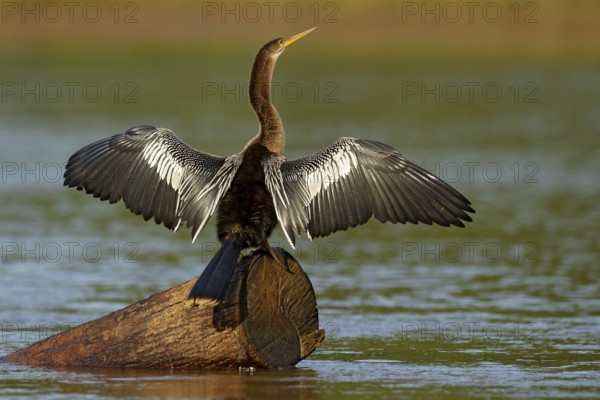 Anhinga, water bird in the river nature habitat. Water bird from Costa Rica. Heron in the water.
