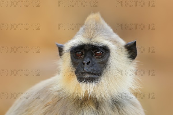 Common Langur, Semnopithecus entellus, monkey sitting in grass, nature habitat, Sri Lanka. Feeding