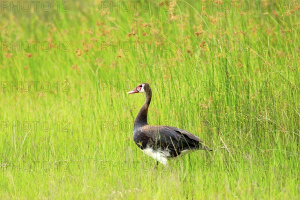 Spur-winged goose, Plectropterus gambensis, big black African bird with red bill sitting in green