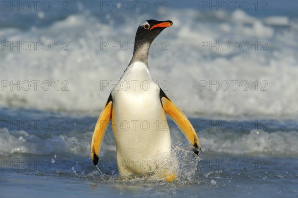 Bird in the water. Gentoo penguin jumps out of the blue water while swimming through the ocean in