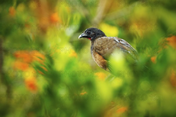 Rufous-vented Chachalaca, Ortalis ruficauda, exotic tropical bird in the forest nature habitat,