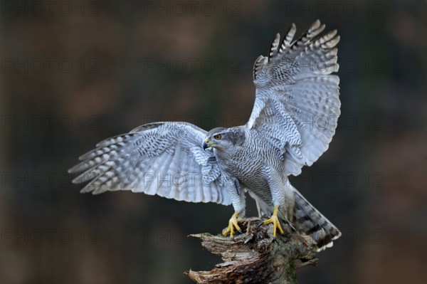Goshawk flying, bird of prey with open wings with evening sun back light, nature forest habitat,