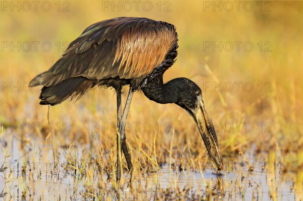 African openbill, Anastomus lamelligerus, portrait of stork from Botswana, Africa. Head with nice