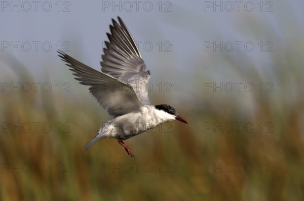 Whiskered Tern (Chlidonias hybrida) flying, Andalusia, Spain