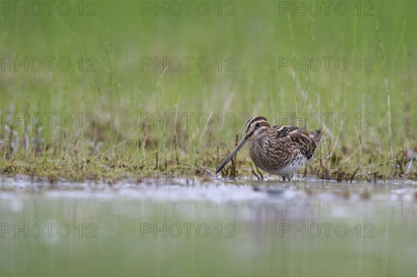 Common Snipe (Gallinago gallinago) foraging, North Rhine-Westphalia, Germany