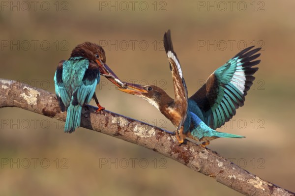 White-throated Kingfisher (Halcyon smyrnensis) feeding juvenile, Malaysia