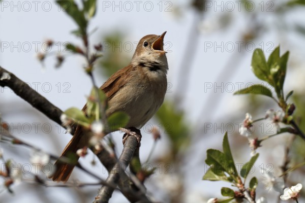 Thrush Nightingale (Luscinia luscinia) singing, Mecklenburg-Western Pomerania, Germany