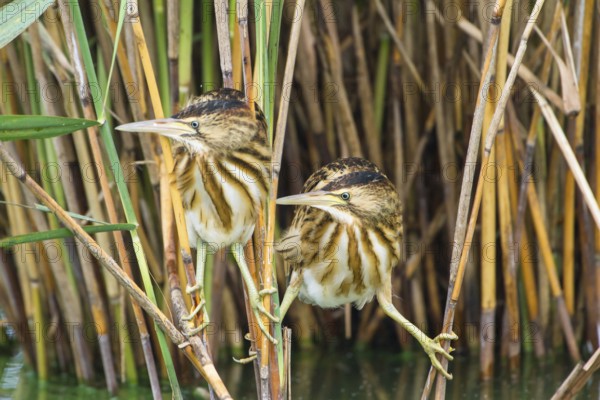 Little Bittern (Ixobrychus minutus) juveniles foraging, Thuringia, Germany