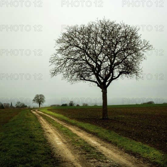 A solitary tree stands by a winding dirt path surrounded by open fields. Limagne plain, Allier,