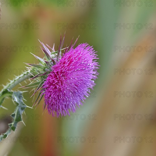 Flower head of the Musk Thistle (Carduus nutans, also known as nodding thistle), by the wayside,