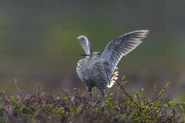 Great snipe (Gallinago media) male flapping wings during courtship display at lek at dusk on tundra